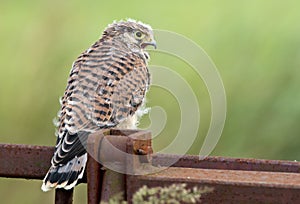 Juvenile common Kestrel