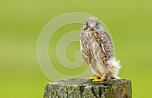 Juvenile common Kestrel