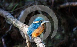 Juvenile Common Kingfisher Alcedo Atthis perching on a branch on its first day outside the nest during autumn season. Closeup