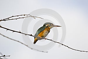 Juvenile Common Kingfisher