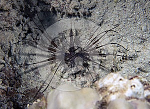 A juvenile Common Lionfish Pterois volitans in the Red Sea