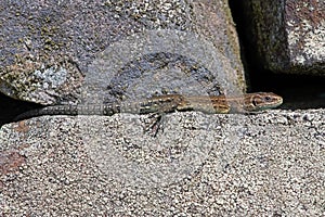 Juvenile Common Lizard, Zootoca vivipara