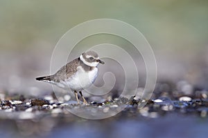 A juvenile common ringed plover resting and foraging during migration on the beach of Usedom Germany.