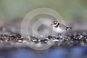 A juvenile common ringed plover resting and foraging during migration on the beach of Usedom Germany.