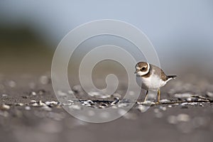 A juvenile common ringed plover resting and foraging during migration on the beach of Usedom Germany.