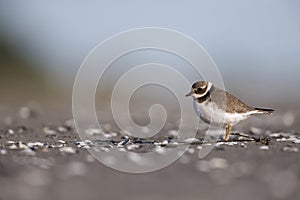 A juvenile common ringed plover resting and foraging during migration on the beach of Usedom Germany.