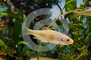 Juvenile common roach, omnivore freshwater fish in planted biotope aquarium, endemic and highly adaptable photo