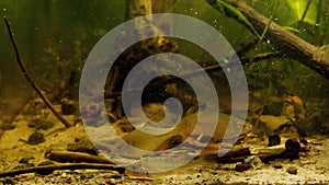 Juvenile common ruffe, European bitterling, sunbleak, ninespine stickleback eat frozen cyclops and bloodworm in European river