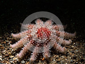 Juvenile Common sunstar, Crossaster papposus. Loch Creran, Diving, Scotland