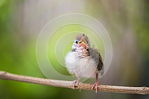 Juvenile Common Tailorbird