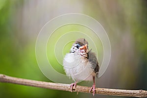 Juvenile Common Tailorbird