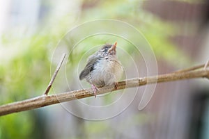 Juvenile Common Tailorbird