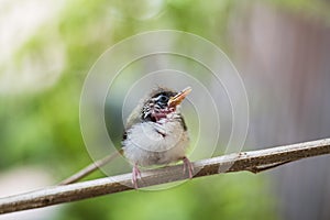 Juvenile Common Tailorbird