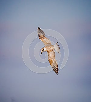 Juvenile common tern in flight