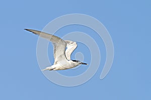 Juvenile common tern, sterna hirundo