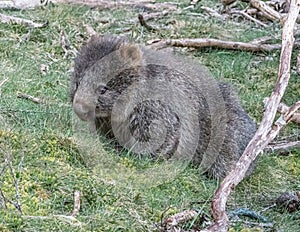 Juvenile Common Wombat