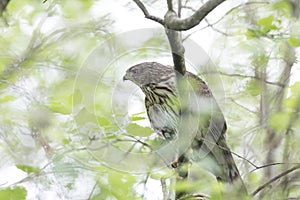 Juvenile cooper`s hawk