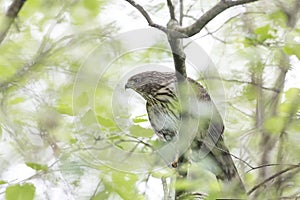 Juvenile cooper`s hawk