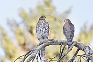 Juvenile cooper`s hawk