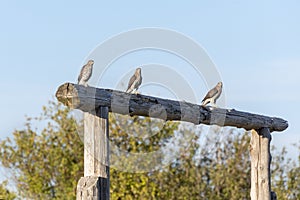 Juvenile cooper`s hawk