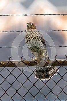 Juvenile Cooper`s Hawk