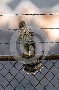Juvenile Cooper`s Hawk