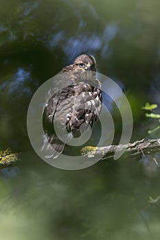 Juvenile cooper`s hawk