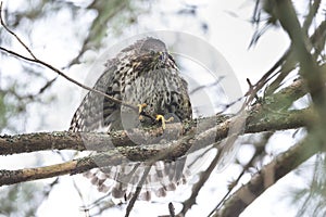 Juvenile cooper`s hawk