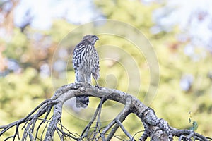 Juvenile cooper`s hawk
