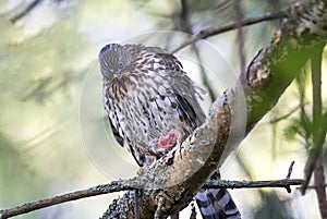 Juvenile cooper`s hawk