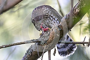 Juvenile cooper`s hawk