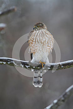 Juvenile Cooper\'s Hawk on Icy Tree Branch 6 - Accipiter cooperii photo