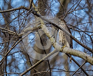 Juvenile Cooper`s Hawk