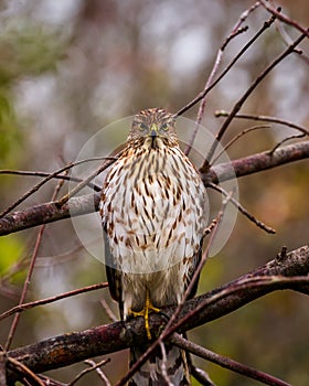 Juvenile Cooper`s Hawk perched on a branch