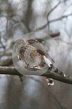 Juvenile Cooper\'s Hawk on Tree Branch Feathers Fluffed Out 2 - Accipiter cooperii