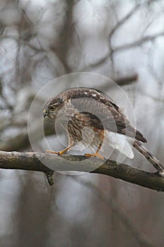 Juvenile Cooper\'s Hawk on Tree Branch Feathers Fluffed Out 3 - Accipiter cooperii photo