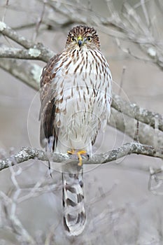 Juvenile Coopers Hawk