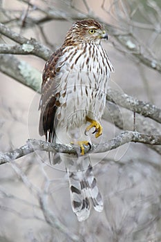 Juvenile Coopers Hawk
