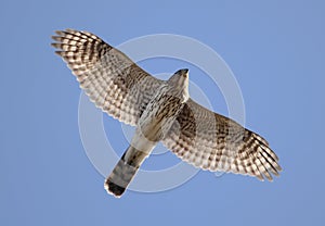 Juvenile Coopers Hawk In Flight