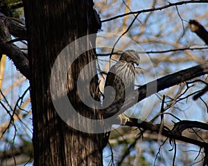 Juvenile Coopers hawk perched in a cedar tree in Texas