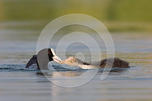 Juvenile coot