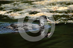 Juvenile coot gliding on water