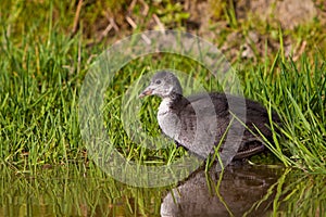 Juvenile coot in spring time in the water