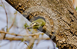 A juvenile coppersmith barbet at its nest
