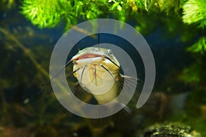 Juvenile cosmpolitan freshwater predator Ñhannel catfish, Ictalurus punctatus, floats in water near sand bottom in biotope aqua