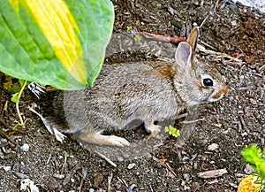 A juvenile Cottontail Rabbit