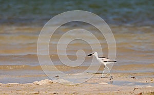 Juvenile Crab-Plover at the beach