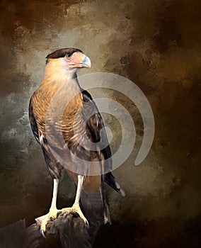 Juvenile Crested Caracara Bird Caracara cheriway Predator