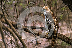 Juvenile Crested Hawk Eagle perched