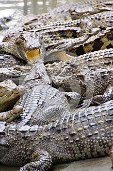 Juvenile crocodile with gaping jaws